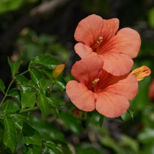 Orange flower with style, yellow anthers, orange filaments, green-orange buds, green leaves and stems, yellow midrib veins and blades.