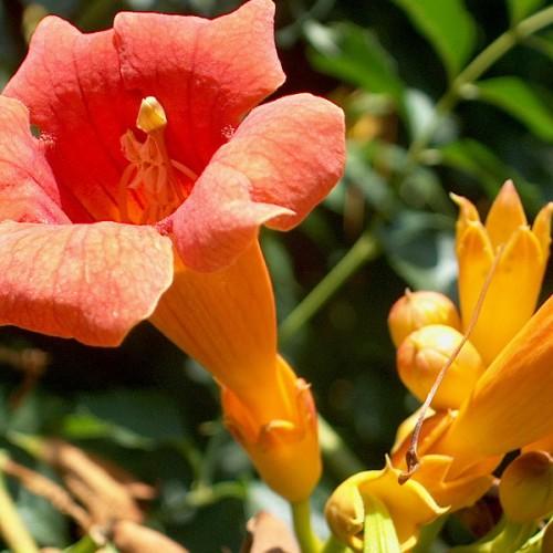 Orange-yellow flowers, yellow buds and sepals, orange stamen and filament. yellow stigma, lime-yellow stems.