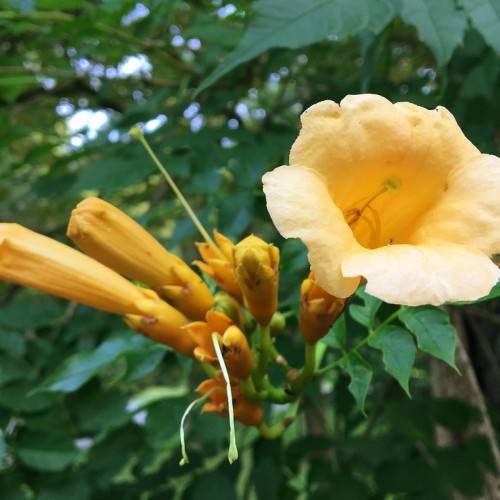 Orange flower with orange buds on green stalks against green leaves.