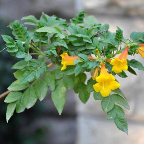 Yellow-orange flower with yellow stamen, stigma and style. orange-lime bud, lime sepal, green petiole, leaves and stems, brown branches, yellow midrib and veins.