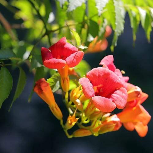 Red-orange flowers with yellow sepals, lime stems, green leaves, yellow midrib and veins.