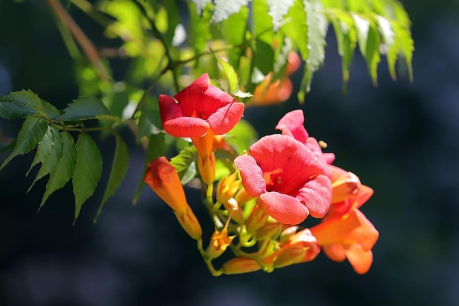 Red-orange flowers with yellow sepals, lime stems, green leaves, yellow midrib and veins.