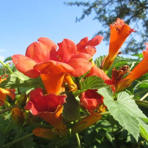 Orange-red flowers with green foliage on green stalks.