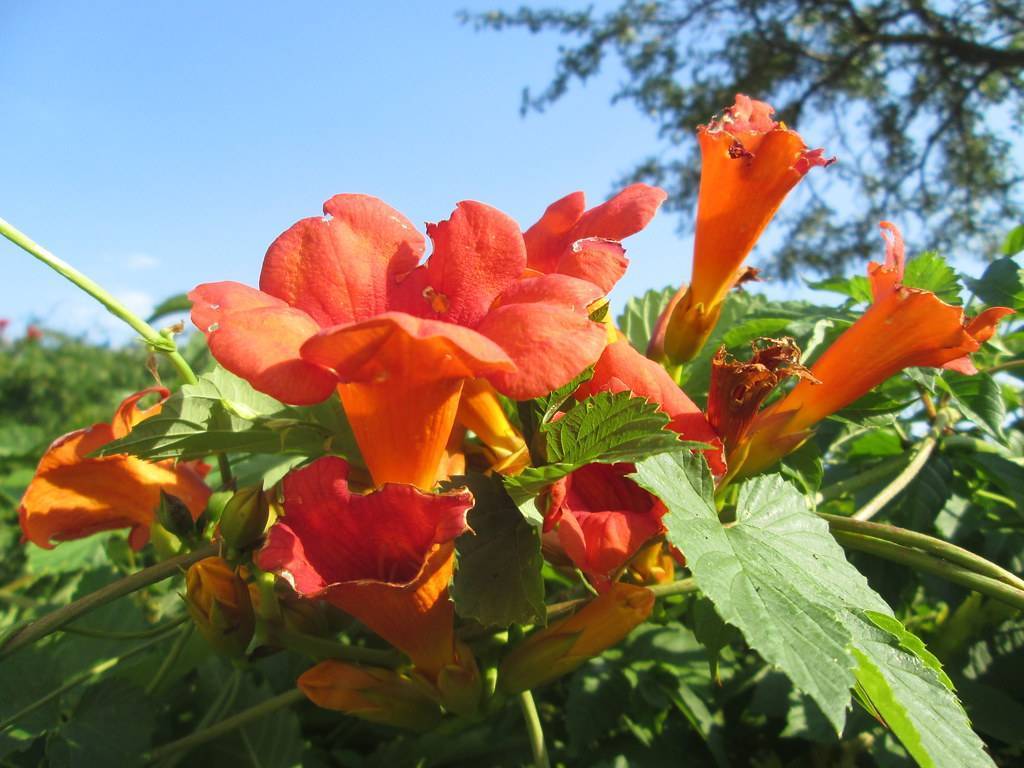 Orange-red flowers with green foliage on green stalks.