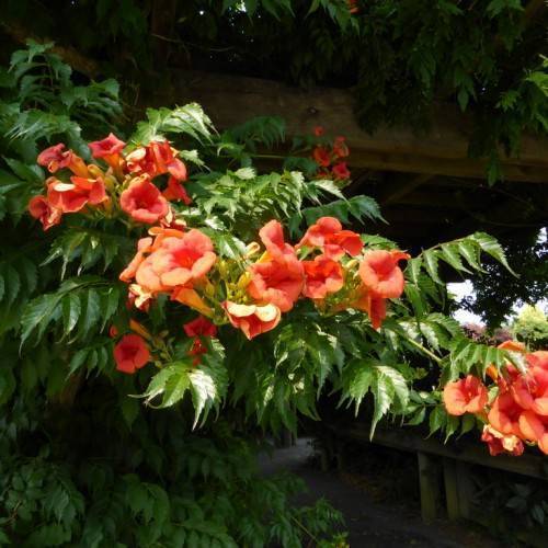 Peach- orange flowers and green foliage on green stem.