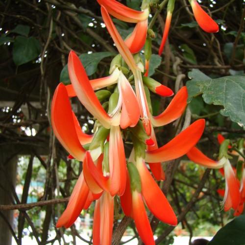 Orange-white flowers with orange buds, lime-green sepals, dark-green leaves, brown stems, yellow midrib and veins, white style and beige anthers.