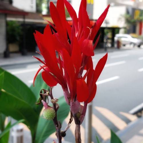 Bright-red flowers with green seed on brown stem and green leaves.