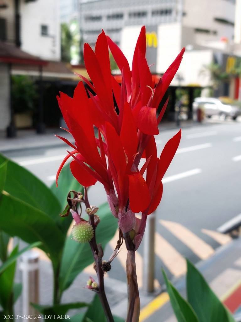 Bright-red flowers with green seed on brown stem and green leaves.