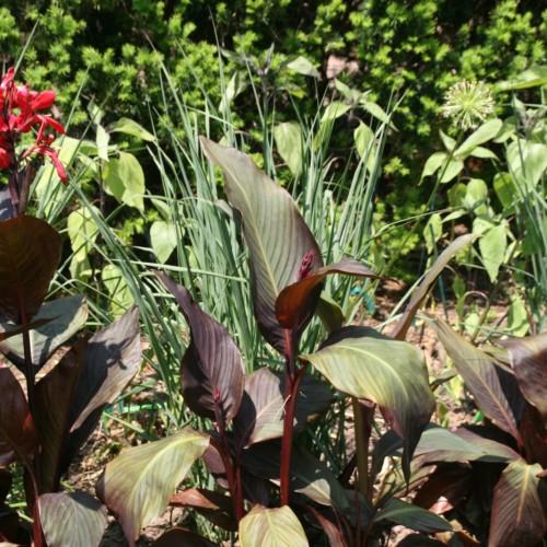 Burgundy-green leaves, with burgundy buds and stems, yellow midrib and burgundy veins.