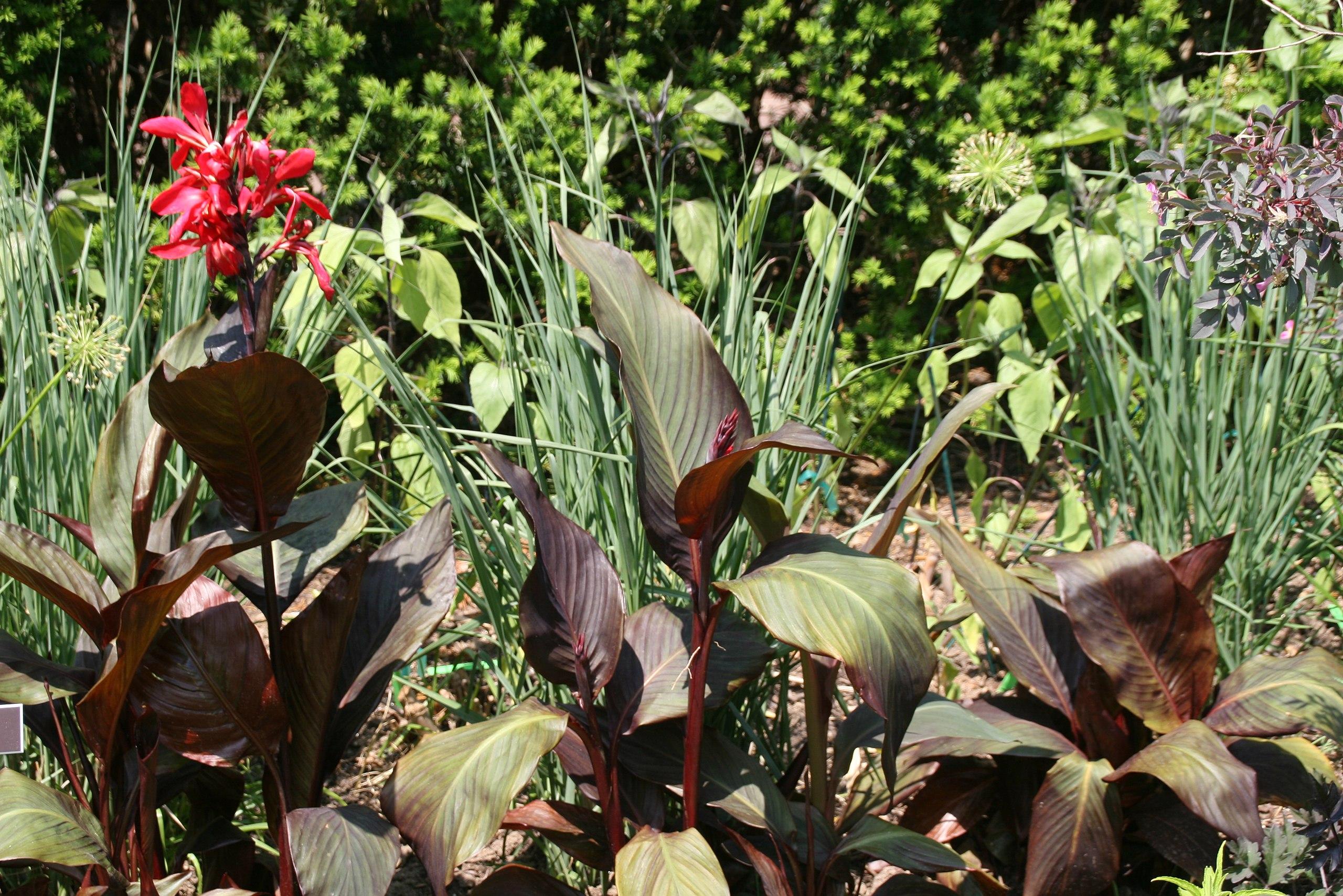 Burgundy-green leaves, with burgundy buds and stems, yellow midrib and burgundy veins.