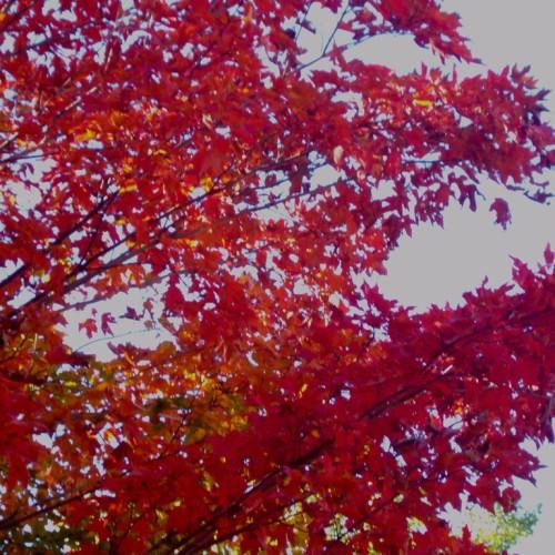 Red-yellow leaves on multiple brown branches growing out of red stems.