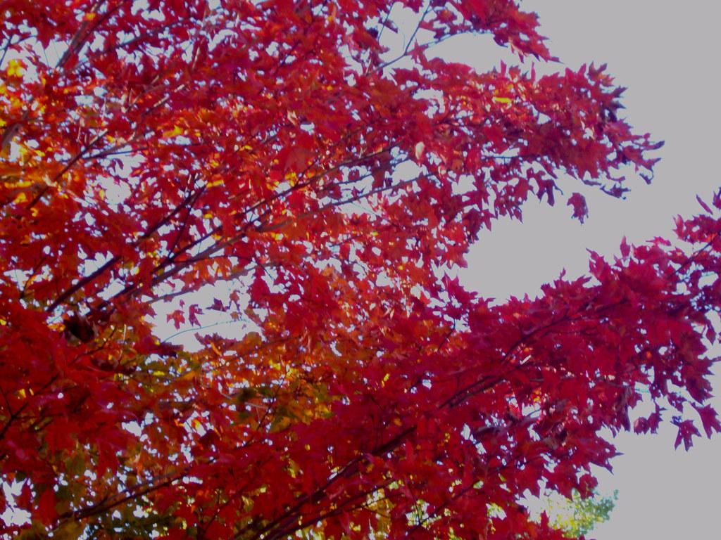 Red-yellow leaves on multiple brown branches growing out of red stems. 