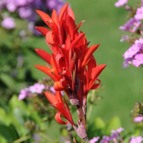 Orange-red flowers with green leaves and green stalk