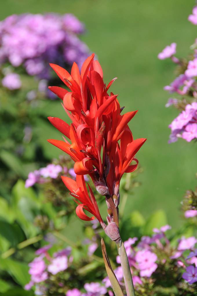 Orange-red flowers with green leaves and green stalk