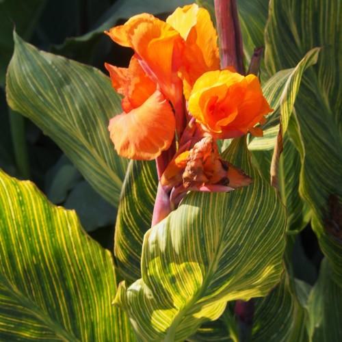 Orange flower with burgendy stems, yellow-green leaves.