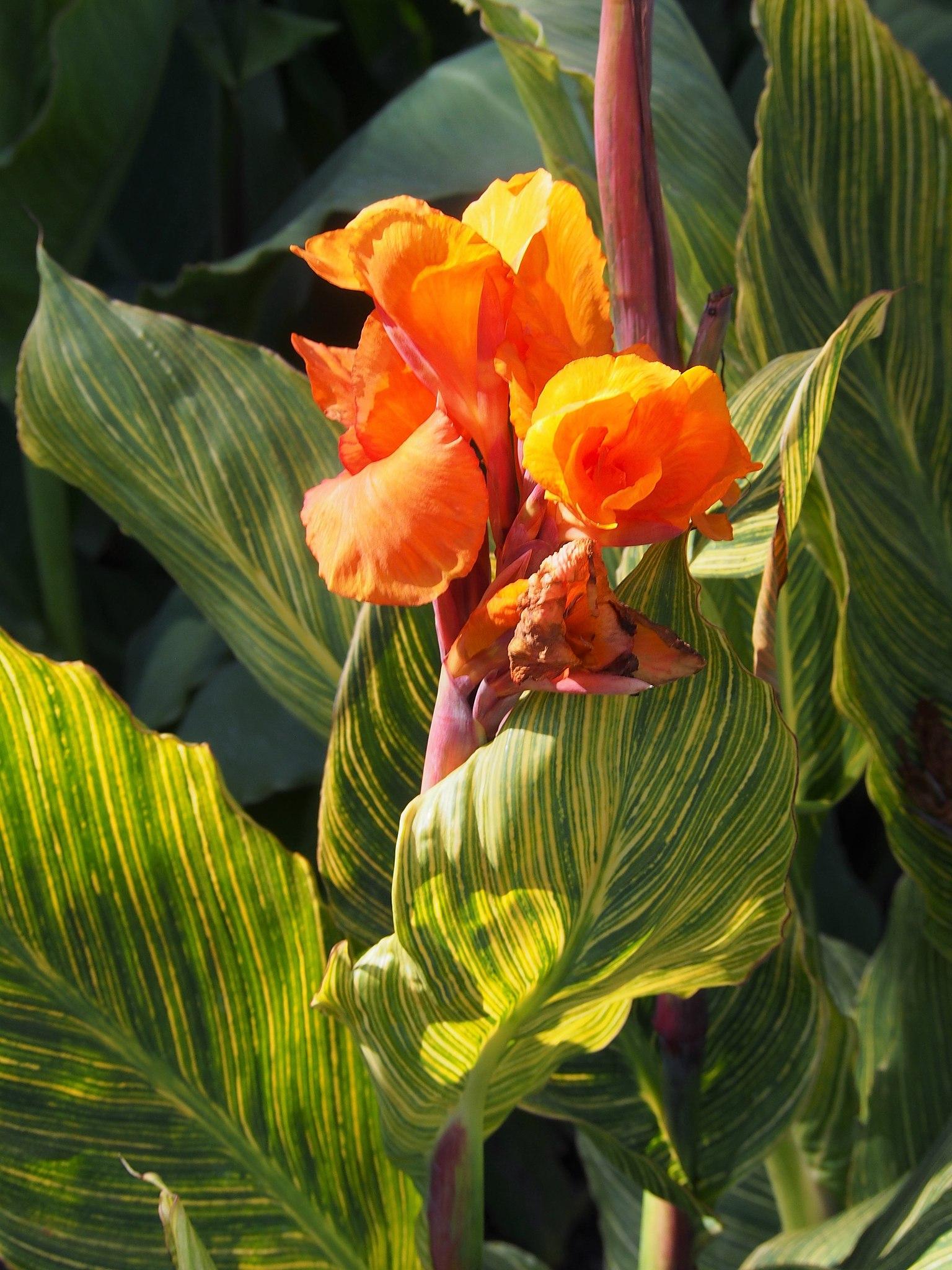 Orange flower with burgendy stems, yellow-green leaves.