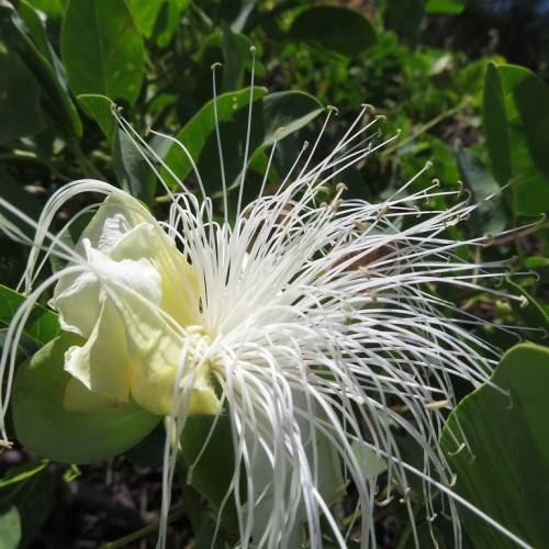 White-yellow petals with white-brown anthers with green leaves.