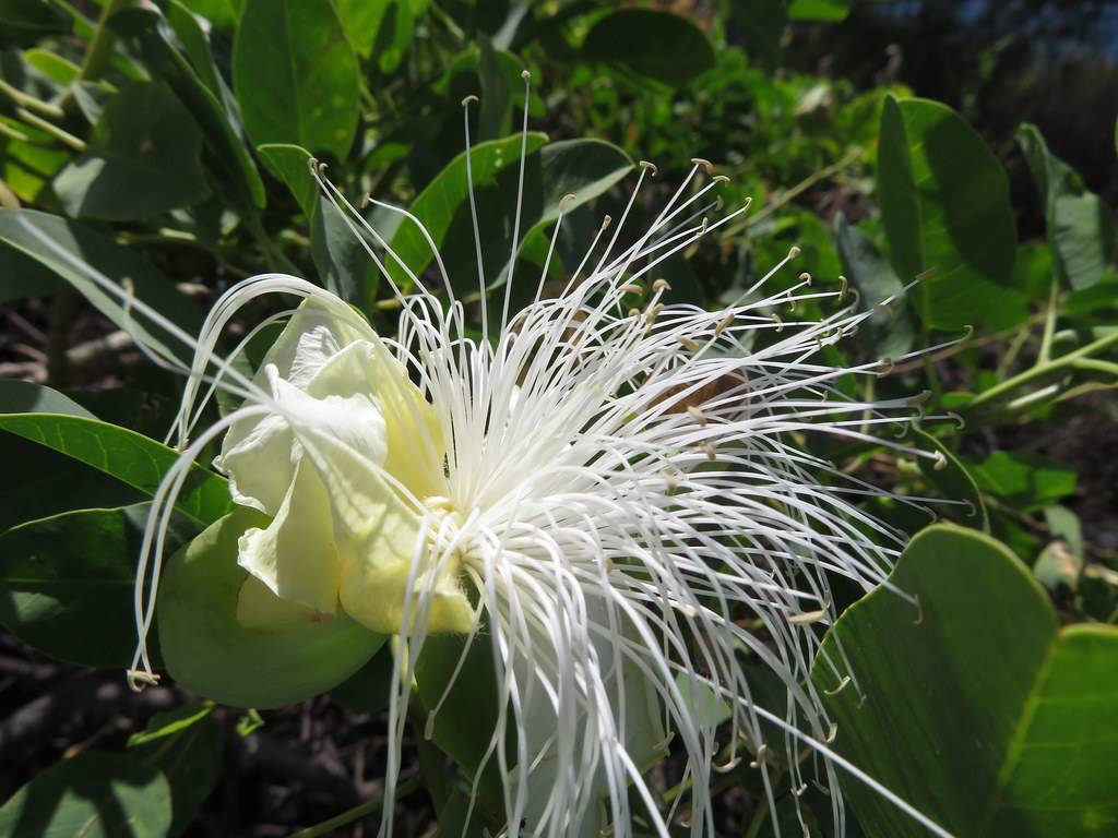 White-yellow petals with white-brown anthers with green leaves.