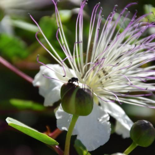 White petals and purple stamens, purple-green buds on green stalk and blurry green leaves.