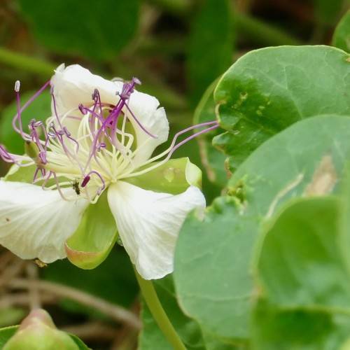 Creamy-white flowers with purple-white anthers on green stalk and green leaves.