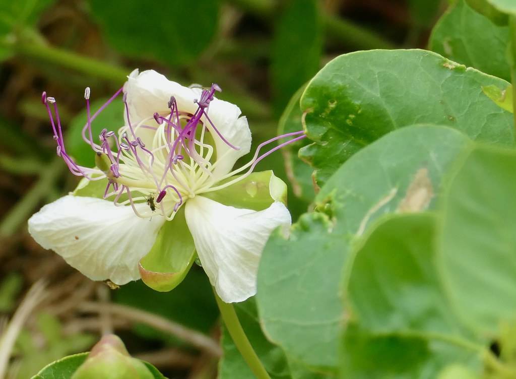 Creamy-white flowers with purple-white anthers on green stalk and green leaves.