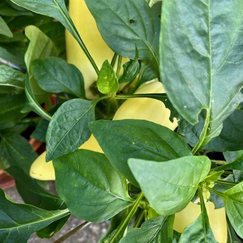 Dark-green leaves on green stalks and stem with yellow fruits.