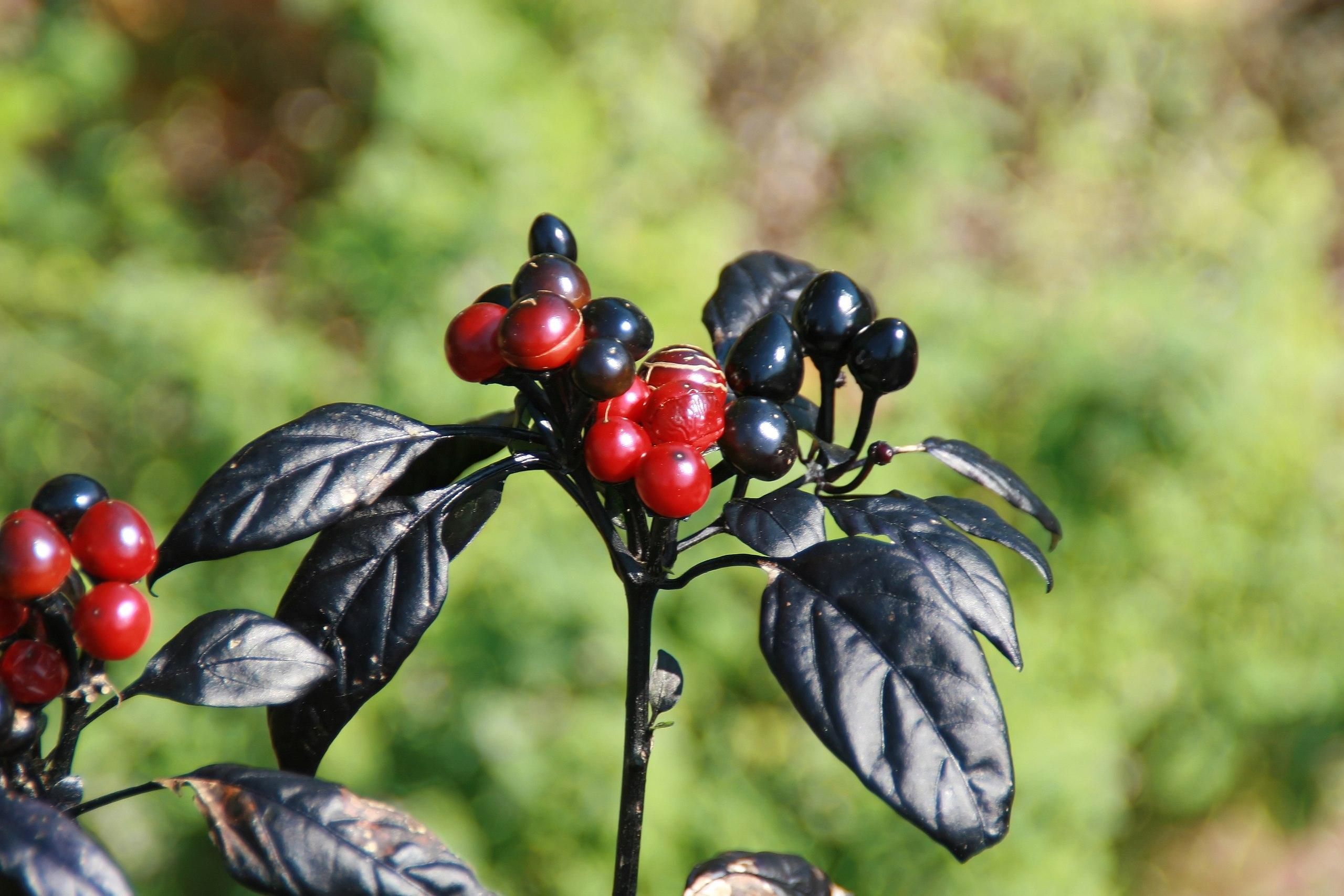 Black Pearl Image