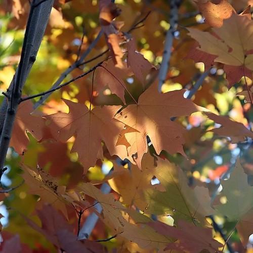 orange-yellow leaves with brown stems and branches