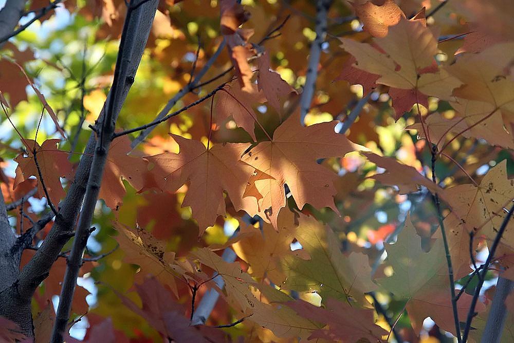 orange-yellow leaves with brown stems and branches