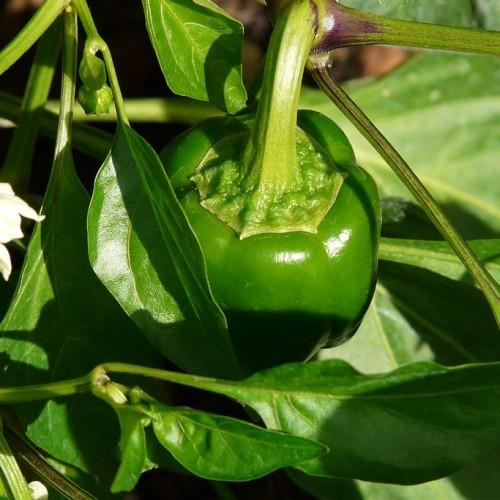 green fruit on burgundy-green stem with green leaves and green bulb