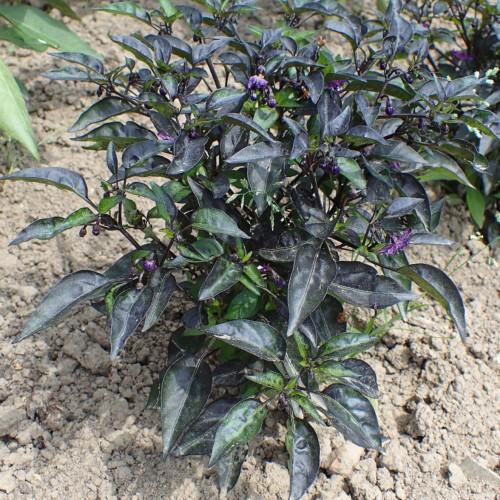 Dark-purple flowers with buds, Dark-green leaves and black stems.