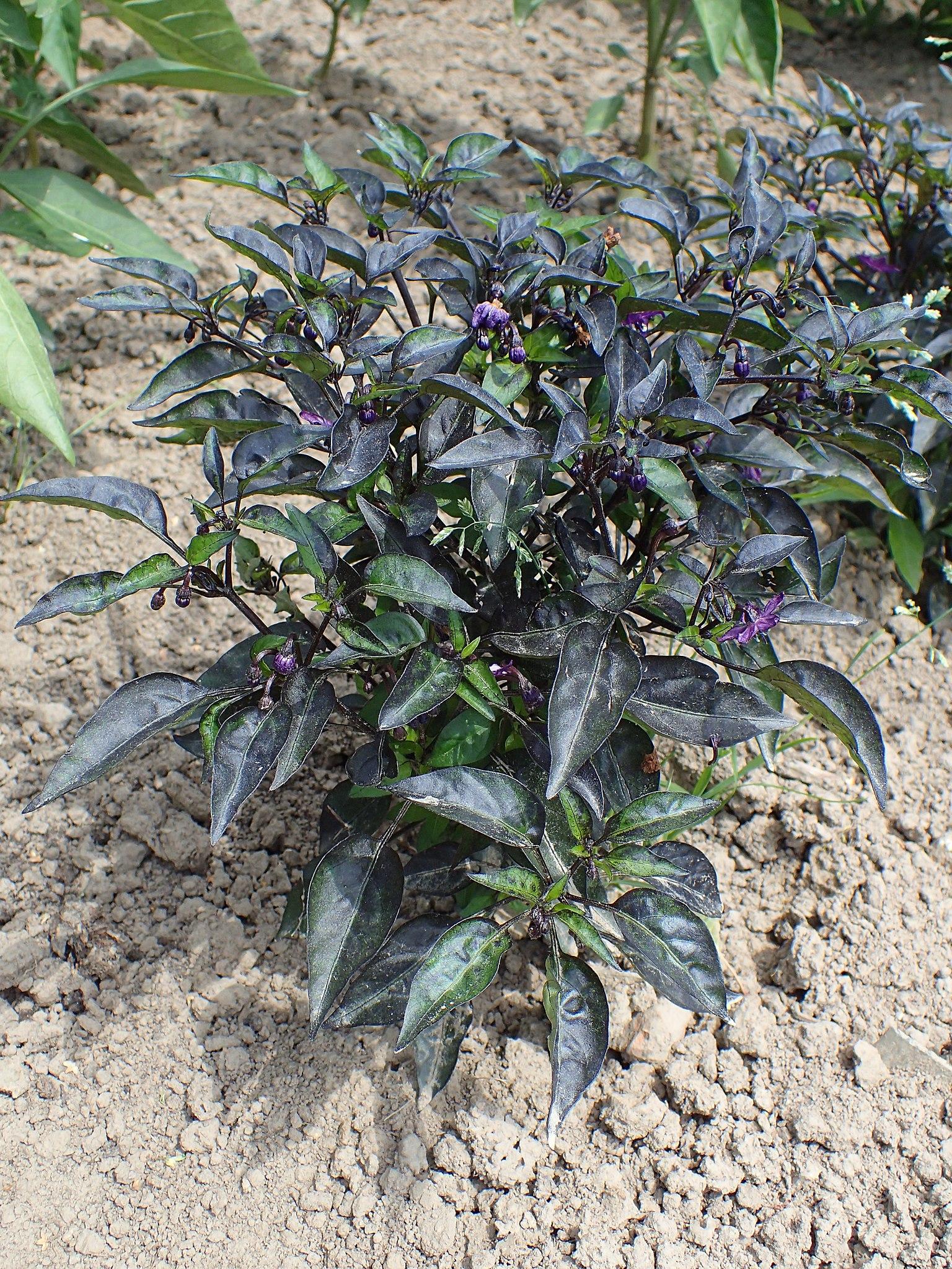 Dark-purple flowers with buds, Dark-green leaves and black stems.