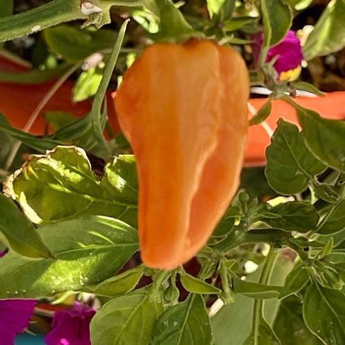 Bright-orange fruits along with green leaves, pink flowers and green branches and stalks.