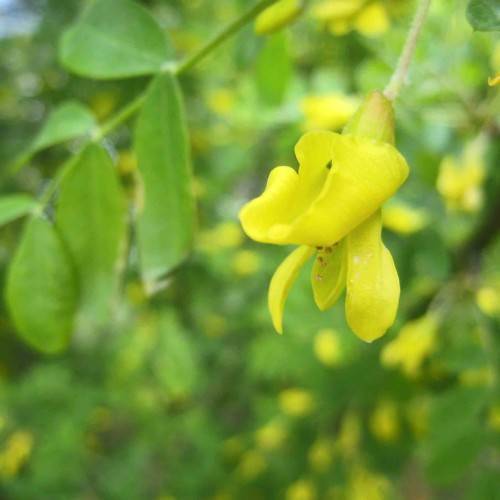 Yellow flowers and green leaves on green stalks.