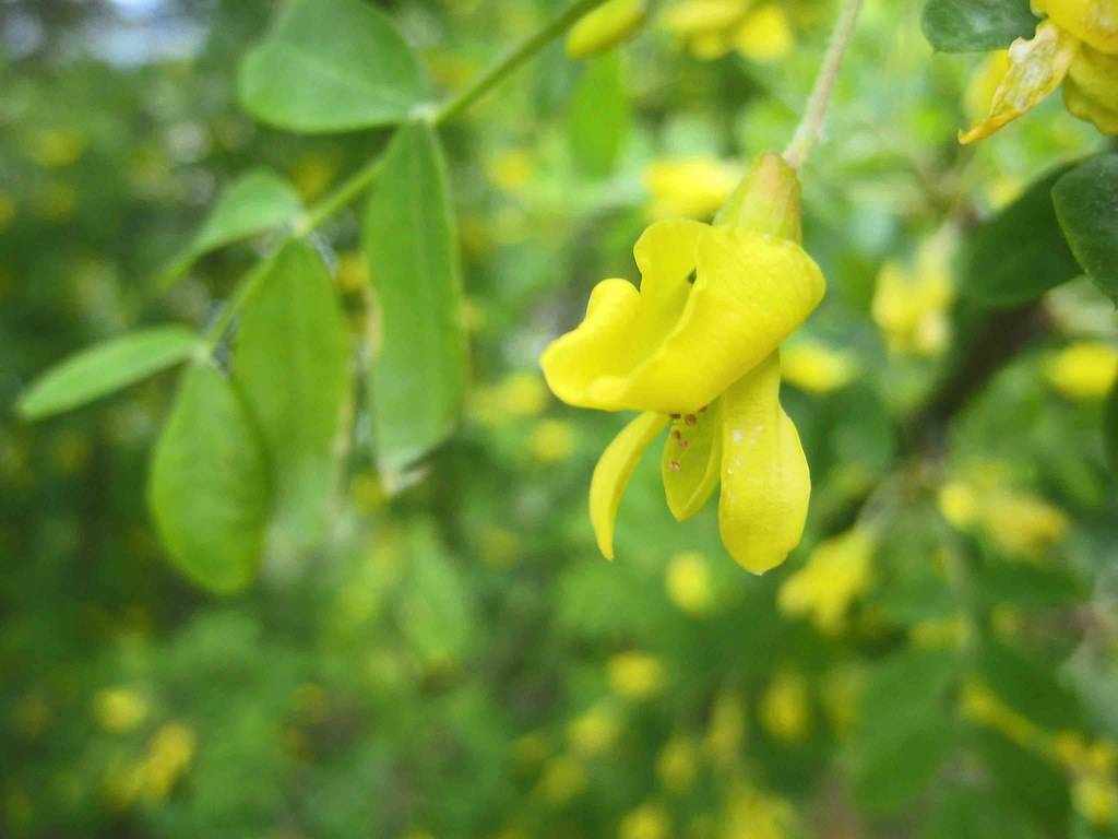 Yellow flowers and green leaves on green stalks.