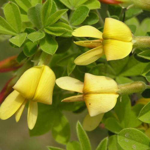 yellow flowers with lime sepals and green leaves