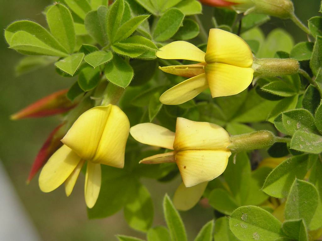 yellow flowers with lime sepals and green leaves