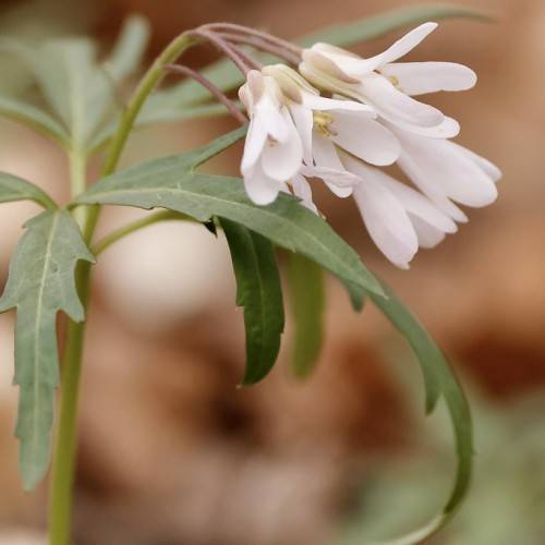 White flowers, with yellow stamens and green leaves on green stem.