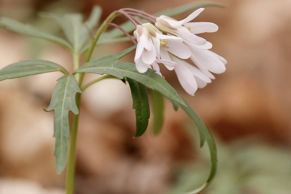 White flowers, with yellow stamens and green leaves on green stem.