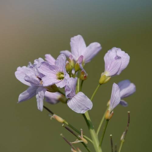 Purple-white flowers arranged on green stem.