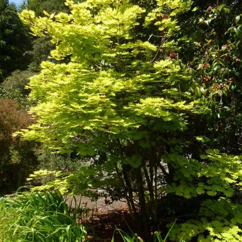 A tree with a brown-colored trunk, filled with light-green leaves, growing out of green-colored stems.