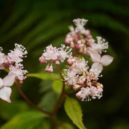 Green leaves and purple-white-pink flowers with maroon stem.