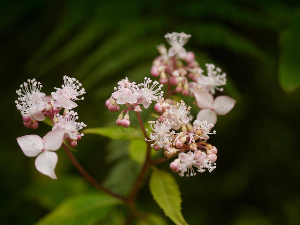 Green leaves and purple-white-pink flowers with maroon stem.