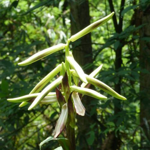 White-green-brown flowers growing on a green stem.