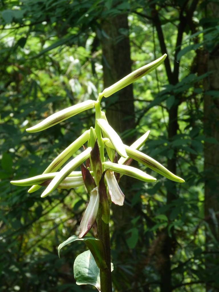 White-green-brown flowers growing on a green stem.