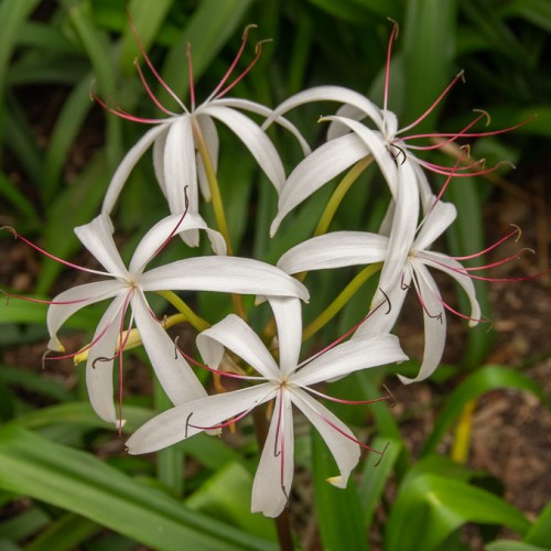 White flower with brown anthers, burgundy-white filaments, lime pedicel and green leaves.