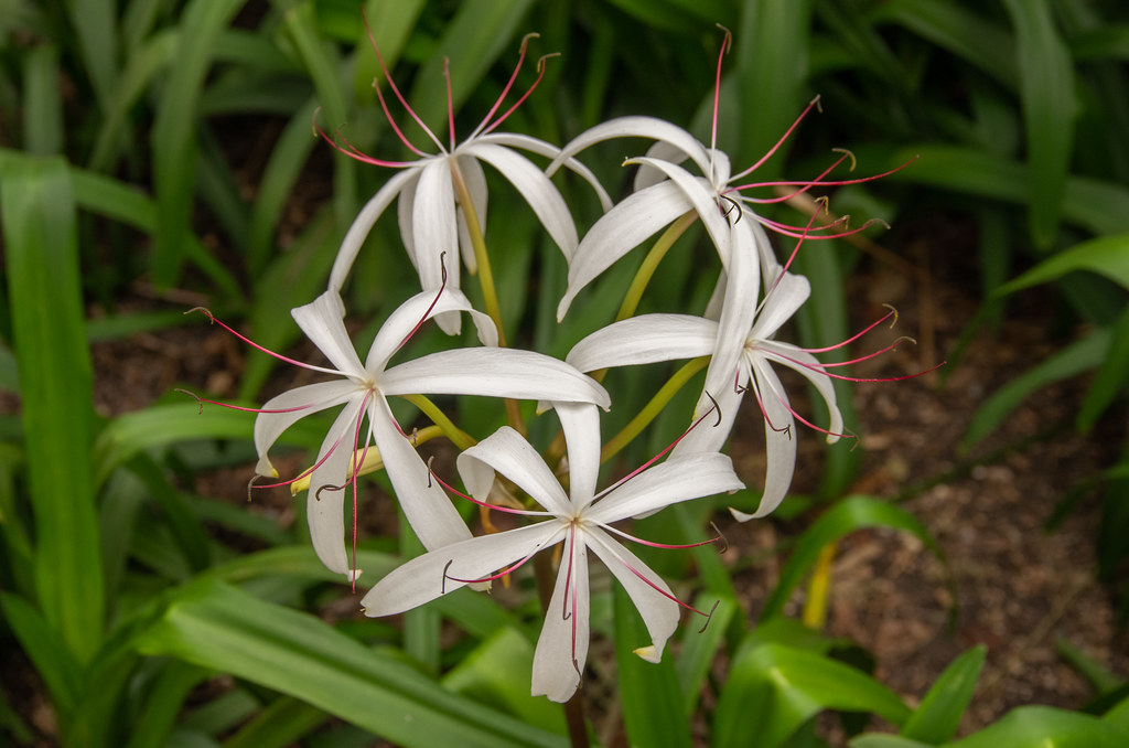 White-pink-red stamens on white flowers and green stems against green foliage.