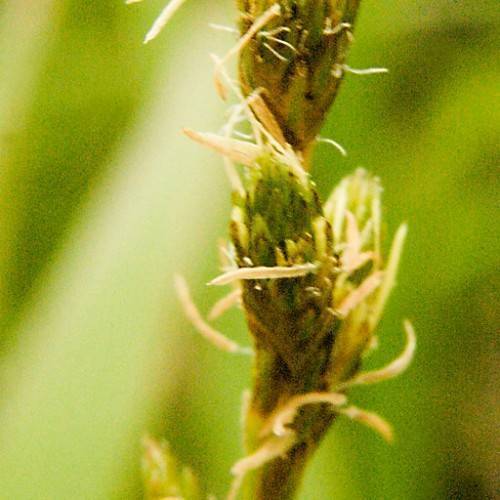 Green leaves on green stems.
