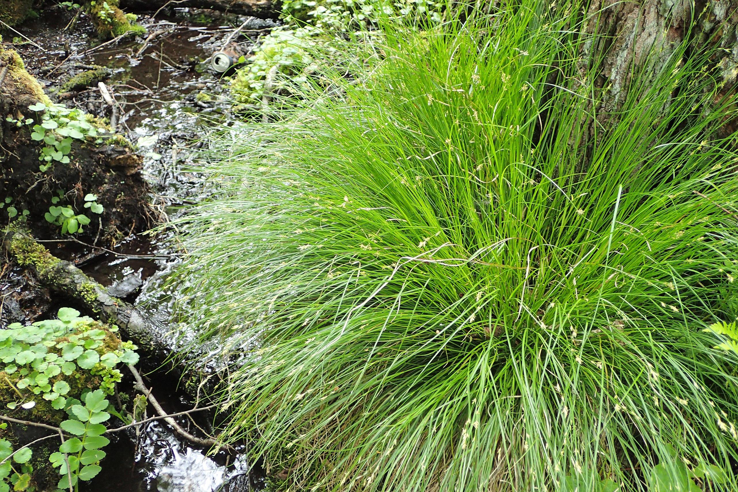 Green leaves.