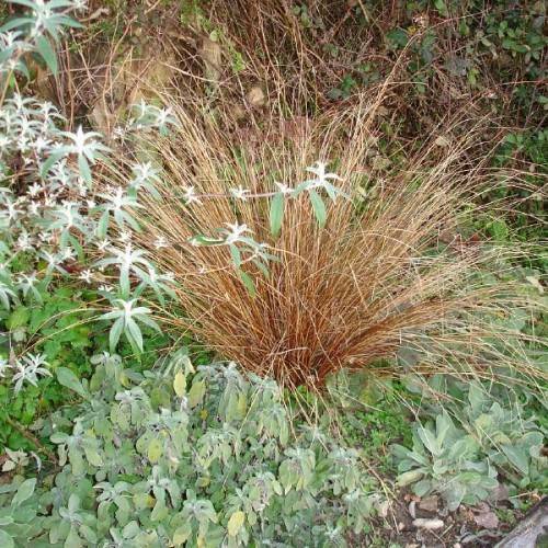 Red-brown leaves on maroon stem.
